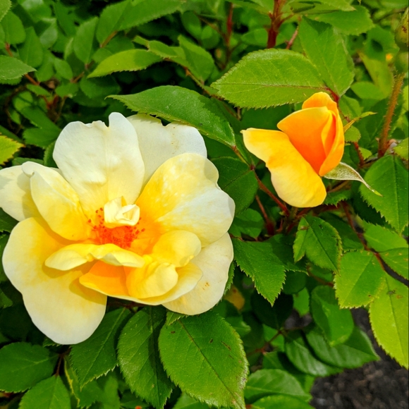 Meet your Posher, Maria - Picture 1 of 1